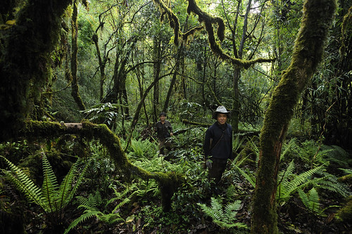 forest flora rainforest burma myanmar kachin