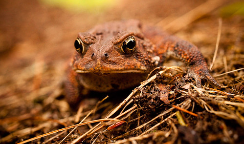 virginia toad campout bergton highlandretreat mtclintonmennonitechurch