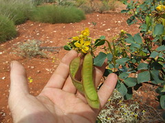 Fabaceae>Senna Cassia DSCF4258