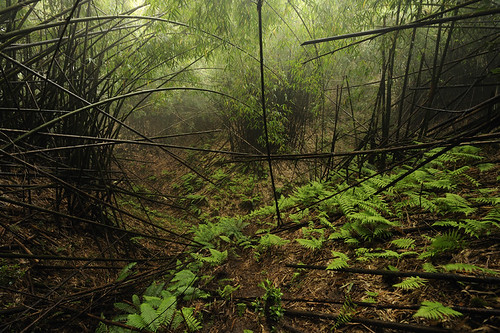 forest burma bamboo jungle kachin