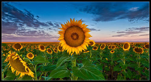 sunrise sunflower