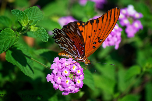 vacation flower macro green sanantonio butterfly texas purple bokeh hhd hbw afsdxvrzoomnikkor55200mmf456gifed