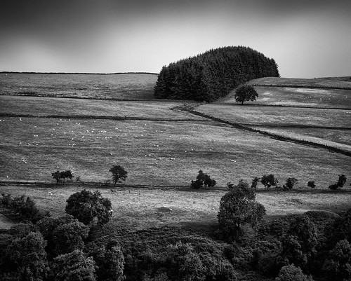 bw monochrome rural landscape scotland sheep farm country pastoral panasonicg1