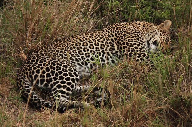 Leopard Sleeping | Flickr - Photo Sharing!