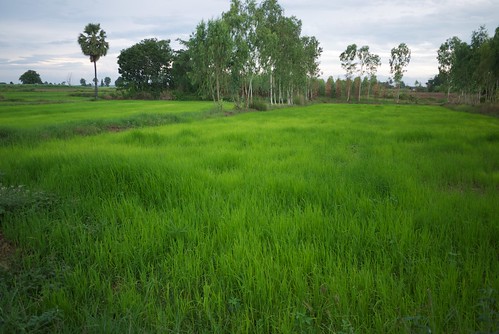 thailand ricefields villagelife