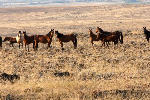 horses nature animals wildlife mustang mammals equine equus