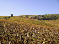 Vignoble de Bué en automne - Photo of Le Noyer
