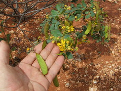 Fabaceae>Senna Cassia DSCF4259