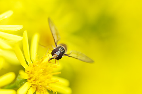 macro yellow insect yummy nikon sigma explore pollen hoverfly 105mm explored d300s