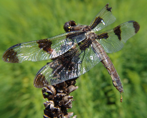 macro closeup wisconsin female bug insect dragonfly sonydscf828 twelvespottedskimmer odonate