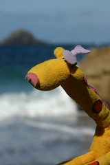 Giraffe by the sea