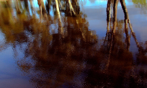trees reflection water creek canon reflections spring australia victoria eucalyptus canonpowershots2is eucalypts canonpowershot euroa gumtrees sevencreeks flickrdiamond phunnyfotos