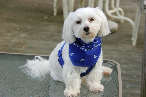 Picture Of Lucky The Maltese Dog Taken After Grooming. Photo taken Saturday September 10, 2011
