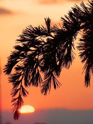 sunset sun pine tramonto needle sole pino aghi
