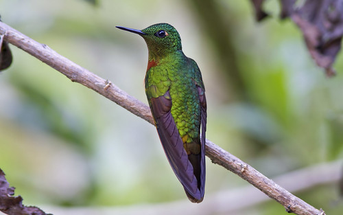 bird southamerica birds ecuador hummingbird kolibri neotropical chestnutbreastedcoronet boissonneauamatthewsii boissonneaua matthewsii