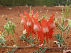 Fabaceae>Swainsona formosa Sturt's Desert Pea DSCF4361