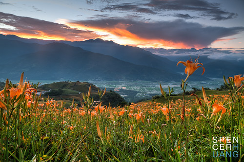 flowers sunset orange nature taiwan hills tigerlily yuli highway9 sixtystonemountain