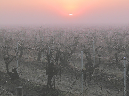 morning pink sun fog sunrise wine winery vineyards grapes dormant aisles