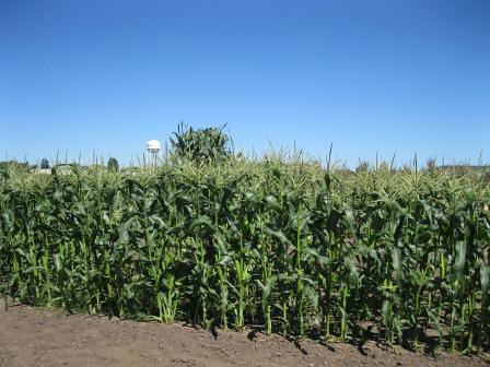 Green Giant Corn Field