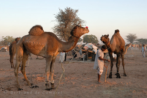 sunset india man festival desert fair camel foire rajasthan homme coucherdesoleil inde dromadaire chameau nagaur decamaret