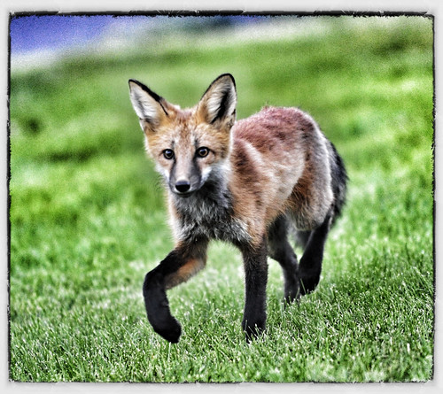 nationalpark colorado fox nik 200mm 70200mmf28gvr photocontesttnc11