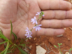 Goodeniaceae>Scaevola cunninghamii? Fleshy leaved fanflower? DSCF4326