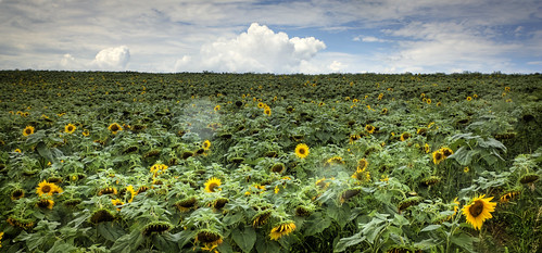 ryan fresh pa sunflowers dubois
