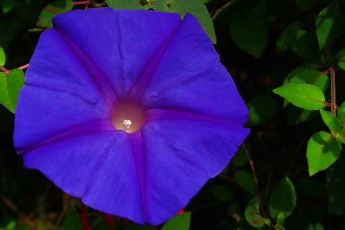 Blue Flower (Ipomoea)