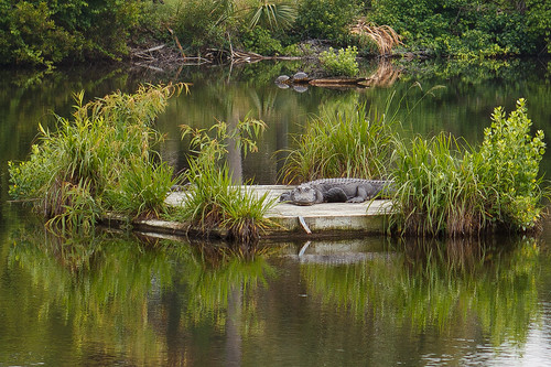 sc nature water animals landscape island spring outdoor alligator southcarolina turtles marsh 2011 dewees landscapesnature deweesisland