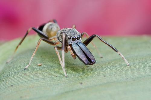 Male ant-mimic jumping spider, Myrmarachne sp. IMG_3982 copy