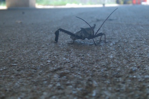 nature bug insect random ground asphalt bugslife bugsview floorview boweeville