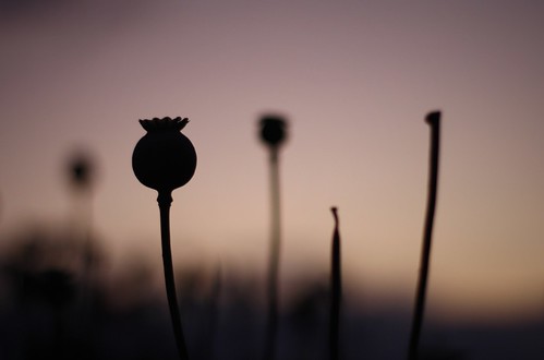 flowers silhouette wales 50mm thistle barmouth canonef50mmf18ii