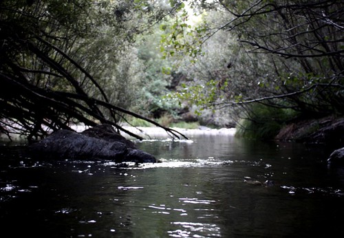 trees portugal nature water river rocks trunks rabaçal vinhais ilustrarportugal candedo