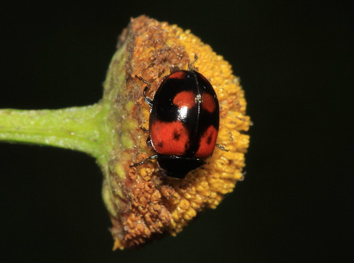 2-Spot Ladybird 2587