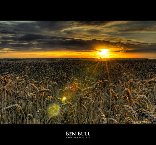 uk sunset summer england sky field landscape golden corn nikon wheat harvest d90