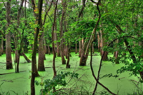 vines weeds aquatic treesleaves swampswetlands pecriverforestpreserve