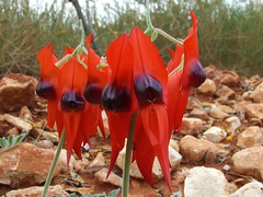 Fabaceae>Swainsona formosa Sturt's Desert Pea DSCF4357