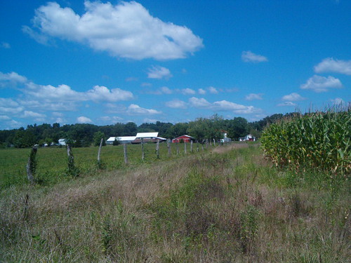 summer field illinois corn fosterburg