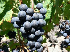 Wine grapes of the Medoc (France 2011) - Photo of Civrac-en-Médoc