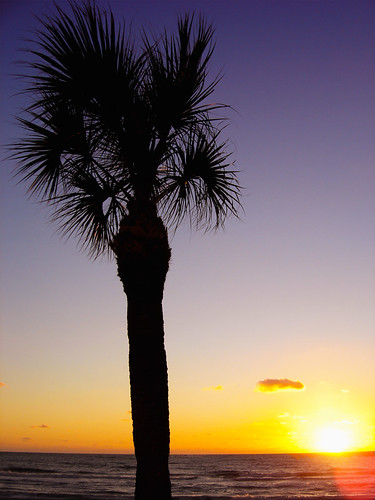sunset sea tree water florida palm tropics