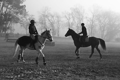 Chevaux dans le brouillard - Photo of Gouts