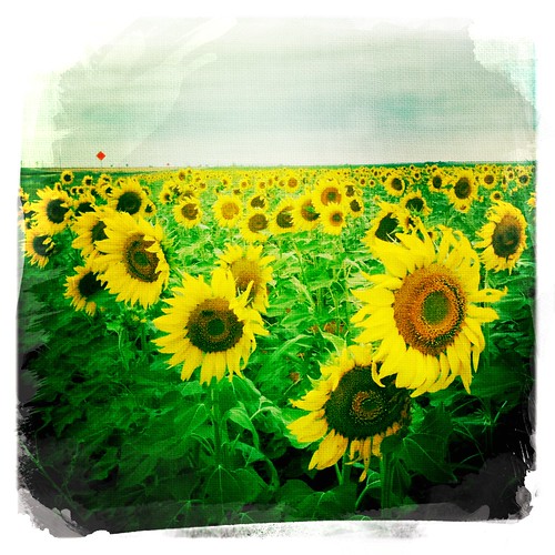 west field texas crop sunflower