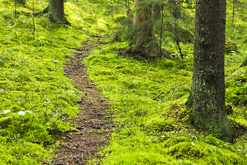 park tree forest finland moss woods path ground soil trail national trunk nuuksio kirkkonummi
