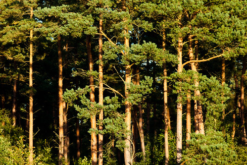 tree pine forest skåne sweden skåne f40 2011 blentarp ef200mmf28lusm canoneos5dmarkii ¹⁄₂₅₀sek