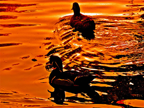 red nature water rouge lumix duck pond eau noir mare bretagne panasonic nantes canard dmc canards chaleur