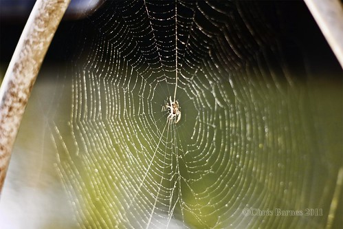 mist bokeh spiderweb