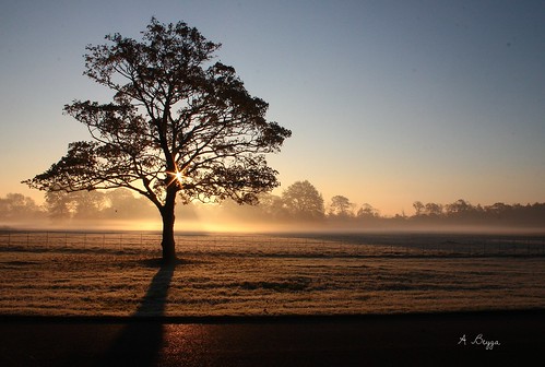 mist tree sunrise croxtethpark westderby anthonybeyga