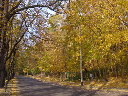 street autumn color colour tree colorful poland polska colourful sopot jesień kolor drzewo jesien ulica pomorze kolorowy pomorskie
