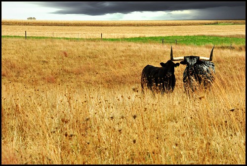 rural nikon cattle angus farm country iowa autumncolors pasture longhorn queenanneslace stormclouds d90 skeletalmess