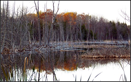 mypics pond newdublin ontario canada trees lateautumn leaves colour reflection reflections